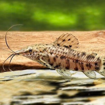 Megalechis thoracata – Spotted Hoplo 3.5cm - Ψάρια Γλυκού