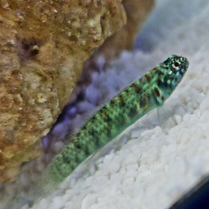 Eviota queenslandica – Queensland Dwarfgoby - Ψάρια Θαλασσινού