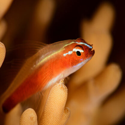 Eviota nigriventris – Redbelly Dwarfgoby - Ψάρια Θαλασσινού