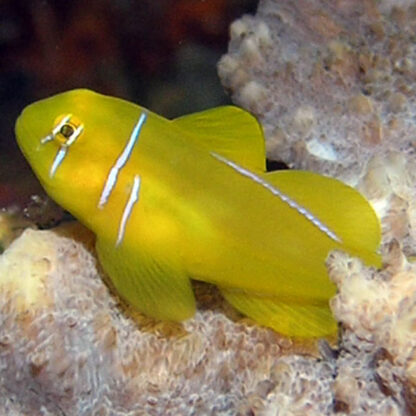 Gobiodon citrinus- Yellow Goby - Ψάρια Θαλασσινού