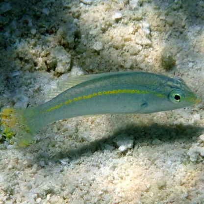 Halichoeres zeylonicus –  Goldstripe wrasse - Ψάρια Θαλασσινού