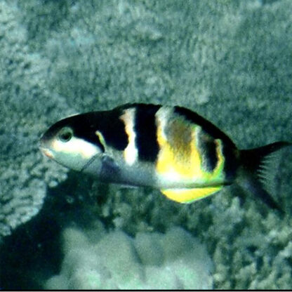 Thalassoma jansenii – Jansen’S Wrasse Male - Ψάρια Θαλασσινού