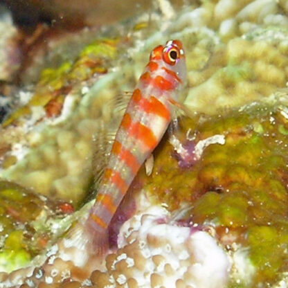 Trimma cana – Candy Cane Coralgoby - Ψάρια Θαλασσινού