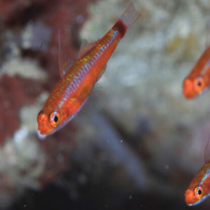 Trimma tevegae – Blue-stripped Goby - Ψάρια Θαλασσινού